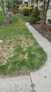 From lawn seed to watering, and feeding, we'll help your lawn look new again. Lawn Still Looking Winter Ragged E Z Steps To Repair Your Turf