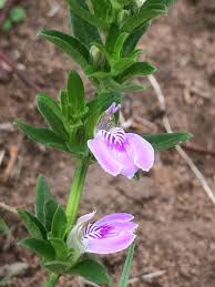 Image result for Meiosperma