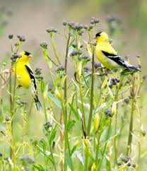 Identification Birds Of New Jersey Field Guide American Goldfinch Official Bird Of New Jersey Beautiful Birds Pet Birds Backyard Birds