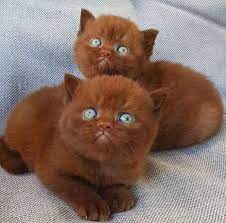 And i mean a brown cat, like brown brown. Brown Kittens With Blue Eyes Eyebleach