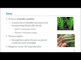 Image result for Andropogon pseudapricus