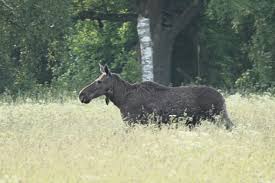 Blue Eyed Birder: Estonia - Day 3: 7th June 2024 for Oriole Birding