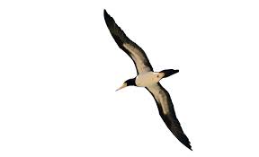 Birds Flying In The Sky Png Bird Flying Png Image Birds Flying Bird Image