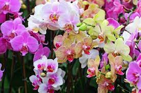 Harga tanaman hias aster pikok purple. Macam Macam Tanaman Hias Dan Harganya Terbaru 2016 Bibitbunga Com