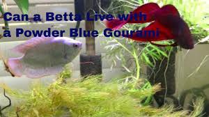 Can A Betta Live With A Powder Blue Gourami Youtube