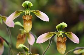 Long (15 cm), is narrowly. Paphiopedilum Lady Slipper Orchid Care Guide Brilliant Orchids