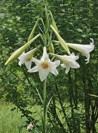 Image result for Lilium formosanum