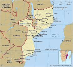 Image result for Lygodium kerstenii