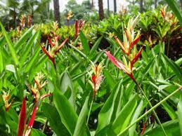 Heliconia Psittacorum Lady Di Landscape Plants For South Florida Heliconia Plant Heliconia Landscaping Plants