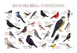 Birds Native To Pennsylvania Pennsylvania Backyard Birds Field Guide Art Print Birds Of Georgia Backyard Birds Bird Poster
