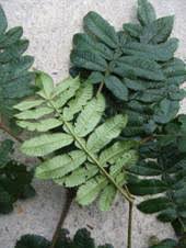 Image result for Cunoniaceae