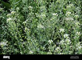 Image result for Capsella