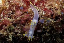 Image result for Pleurostylia capensis