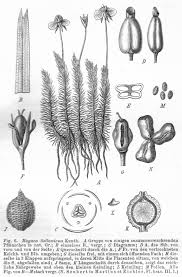 Image result for Mayacaceae