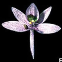 Image result for Heteranthera callifolia