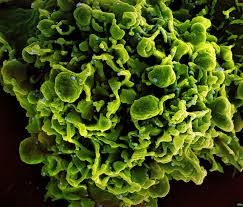 NIH trial to add Trevena's TRV027 for Covid-19 treatment
