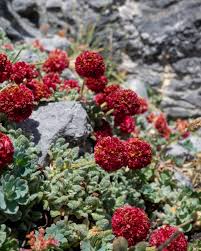 Image result for Eriosema verdickii