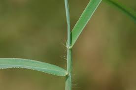 Image result for Digitaria brazzae