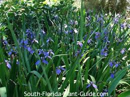 Your comment on this answer: Irises Of South Florida