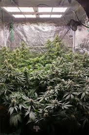 Read my hlg 550 review and find out how this quantum board can replace a 1000w hps and give you better yield and quality with half the watts. Hlg 550 V2 Led By Horticulture Lighting Group The Full Review