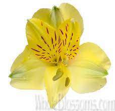 Order Bulk Fresh Yellow Gladiolus Flower At Wholesale Price Gladiolus Wedding Flowers Alstroemeria Gladiolus Wedding