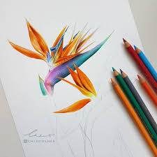 Bird Of Paradise Drawing Funny Work In Progress Of A Bird Of Paradise Flower This Has Taken About 5 Hours So Far Because It Birds Of Paradise Flower Flower Drawing Flower Drawing Tutorials