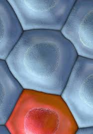 I purchased this book which is a testimonial fulled with claims that are ridiculous, unverifiable and overall frausdulent to claim. Is Extracellular Matrix A Castle Against To Invasion Of Cancer Cells Intechopen