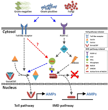 If we want to solve the three most pressing challenges of our. Ijms Free Full Text Ikkg Nemo Is Required To Confer Antimicrobial Innate Immune Responses In The Yellow Mealworm Tenebrio Molitor Html