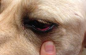 Why are my dogs eyes swollen and red? Knowing The Cause And Dog Swollen Eye Home Treatment Lgtechtop