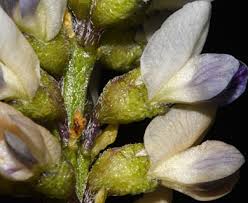 Image result for Landolphia lanceolata