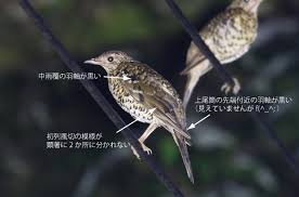 Image result for トラツグミ