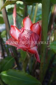 Image result for Etlingera