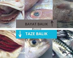 taze balik nasil anlasilir ciftlik ile deniz baligi nasil ayirt edilir taze balik yuzgec