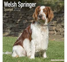 A comprehensive website about our welsh springer spaniels and english springer spaniels. Welsh Springer Spaniel 2022 Kalender Kaufen Einfach Online Bestelle Avonside
