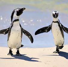 Finde fotos von cape penguin. Sudafrika Hier Haben Die Pinguine Den Strand Ubernommen Bilder Fotos Welt