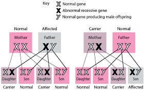 Men cannot be carriers because they only have one x chromosome. Inheritance Of Single Gene Disorders Fundamentals Msd Manual Consumer Version