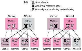 Can a recessive trait be on the y chromosome / aside from very small regions present at the telomeres, the y chromosome is unable to recombine with an x chromosome. Inheritance Of Single Gene Disorders Fundamentals Merck Manuals Consumer Version