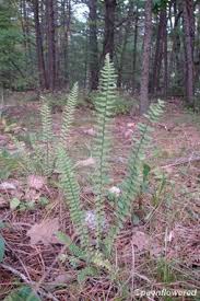 Image result for Asplenium variabile