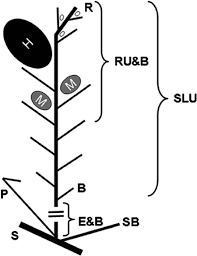 Image result for Hypolytrum goetghebeur