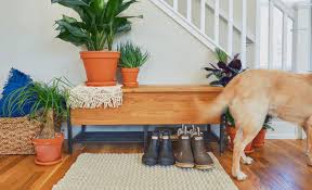 All dog owners know that they love to chew on things they shouldn't. Indoor Plants Safe For Cats And Dogs Bloomscape