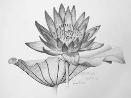Black And White Lily Pad Stippling Drawing Of Water Lily Flower And Pad Original Design Etsy Stippling Drawing Drawings Stippling