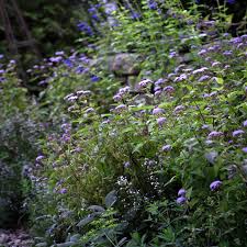 Image result for Eulophia obscura