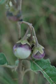 Image result for Solanum schumannianum