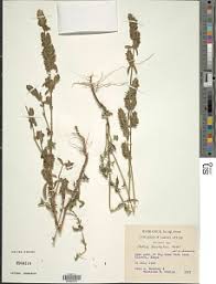 Image result for Meiosperma