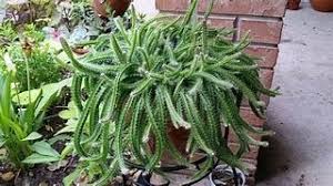 Water sparingly and place in bright, indirect. Dog Tail Cacti Repot Care Youtube
