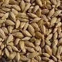 Profile Picture of Barley 18 Lbs, Unhulled Barley (Hull Intact), Joseph's Grainery Whole ...on Google