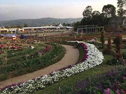 Celosia Flower Garden Bandungan 2021 All You Need To Know Before You Go With Photos Tripadvisor