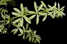 Image result for Galium chloroionanthum