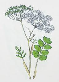 Image result for Pimpinella afra