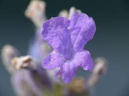 Lavandula Angustifolia Lavender Lavendel 04 Lavandula Angustifolia Wikipedia Lavandula Lavandula Angustifolia Lavender